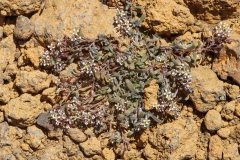 Lobularia canariensis