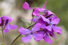 Lunaria annua