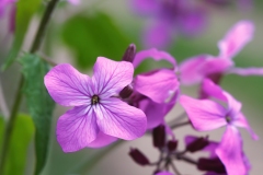 Lunaria annua