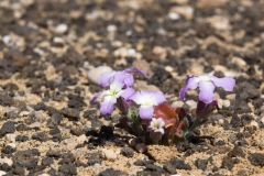 Matthiola bolleana