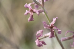 Matthiola fruticulosa
