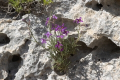Matthiola fruticulosa