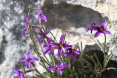 Matthiola fruticulosa