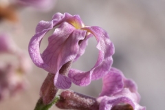 Matthiola fruticulosa