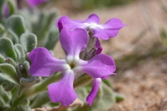 Matthiola sinuata