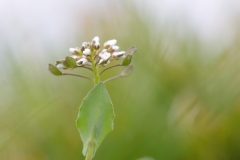 Noccaea perfoliatum