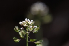 Noccaea perfoliatum