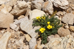 Morisia monanthos