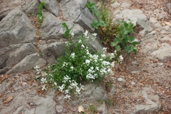 Murbeckiella zanonii