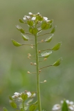 Noccaea perfoliata