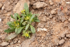 Notoceras bicorne