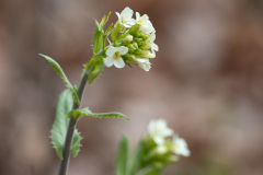 Pseudoturritis turrita