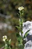Pseudoturritis turrita