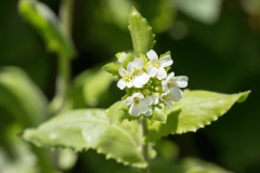 Pseudoturritis turrita