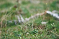 Sisymbrium officinale