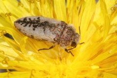 Acmaeodera pilosellae
