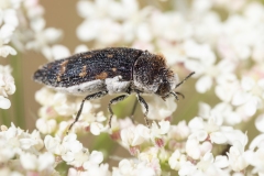 Acmaeoderella flavofasciata