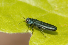 Agrilus sulcicollis