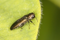 Agrilus cyanescens