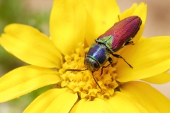 Anthaxia croesus