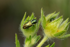 Anthaxia fulgurans