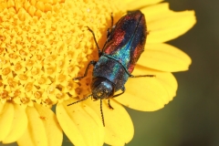 Anthaxia lucens