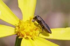 Anthaxia nigritula