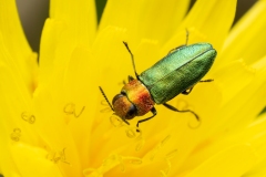 Anthaxia nitidula