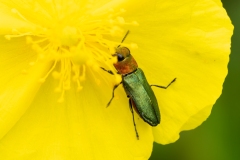 Anthaxia nitidula