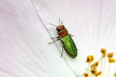 Anthaxia nitidula