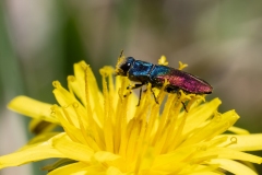 Anthaxia salicis