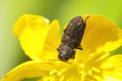 Anthaxia sp