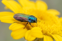 Anthaxia thalassophila