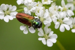 Anthaxia thalassophila