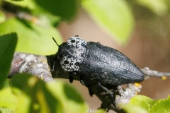 Capnodis cariosa