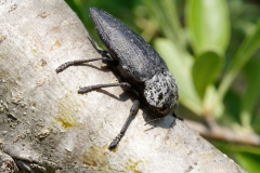 Capnodis cariosa