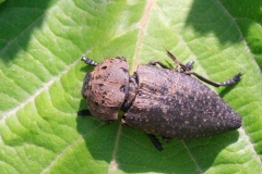 Capnodis tenebricosa