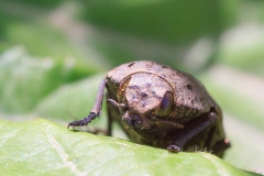 Capnodis tenebricosa