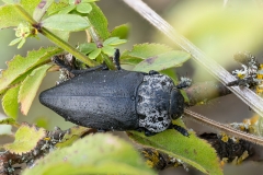 Capnodis tenebrionis