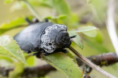 Capnodis tenebrionis