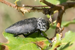Capnodis tenebrionis