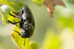 Capnodis tenebrionis