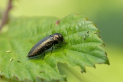 Coraebus elatus