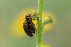 Coraebus elatus