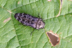 Coroebus rubi
