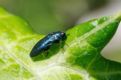 Meliboeus amethystinus