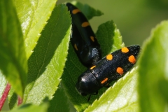 Ptosima undecimmaculata