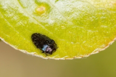 Trachys minutus