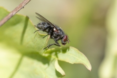 Calliphora sp