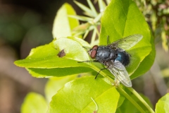 Calliphora vomitoria